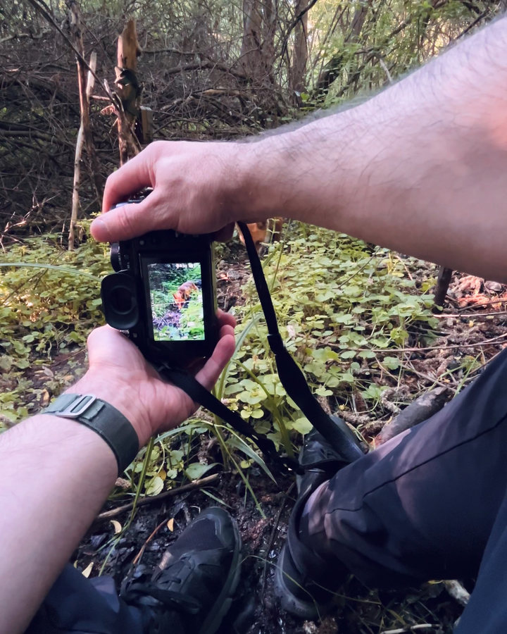 Max holding a camera while photographing a red fox in the forest.