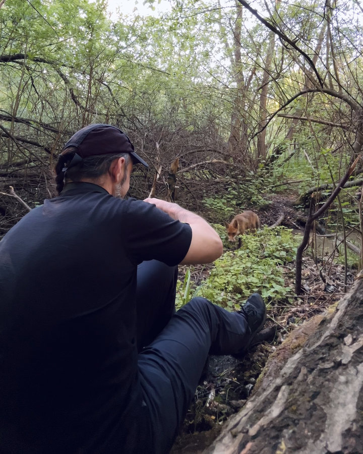 Max seated quietly in the ravine while a red fox approaches through the undergrowth.