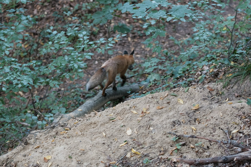 A red fox walking away along a fallen branch in the ravine.