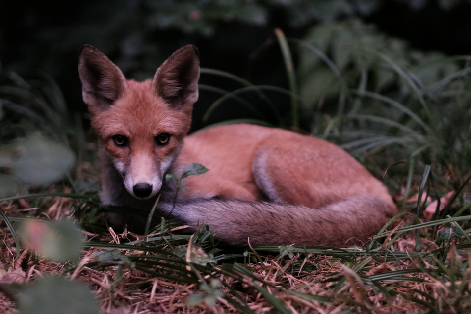 A young red fox resting in grass and looking directly toward the camera.
