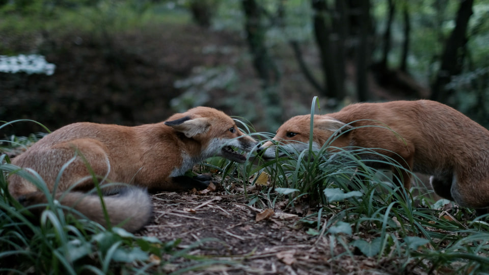 Two young red foxes face one another in the grass while a third rests in the foreground.