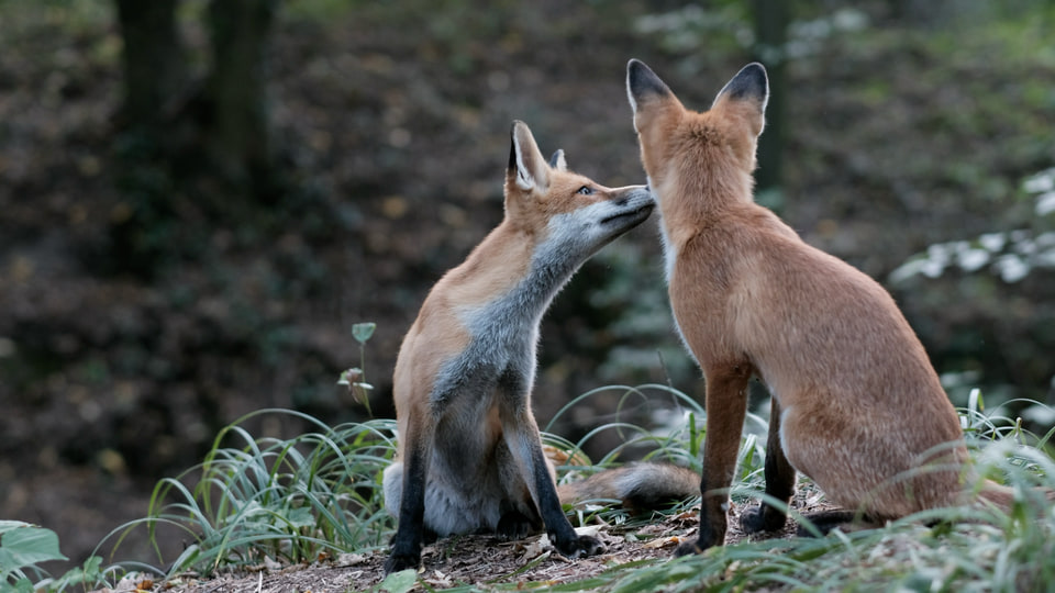 A young red fox gently touches its muzzle to another fox in the ravine.