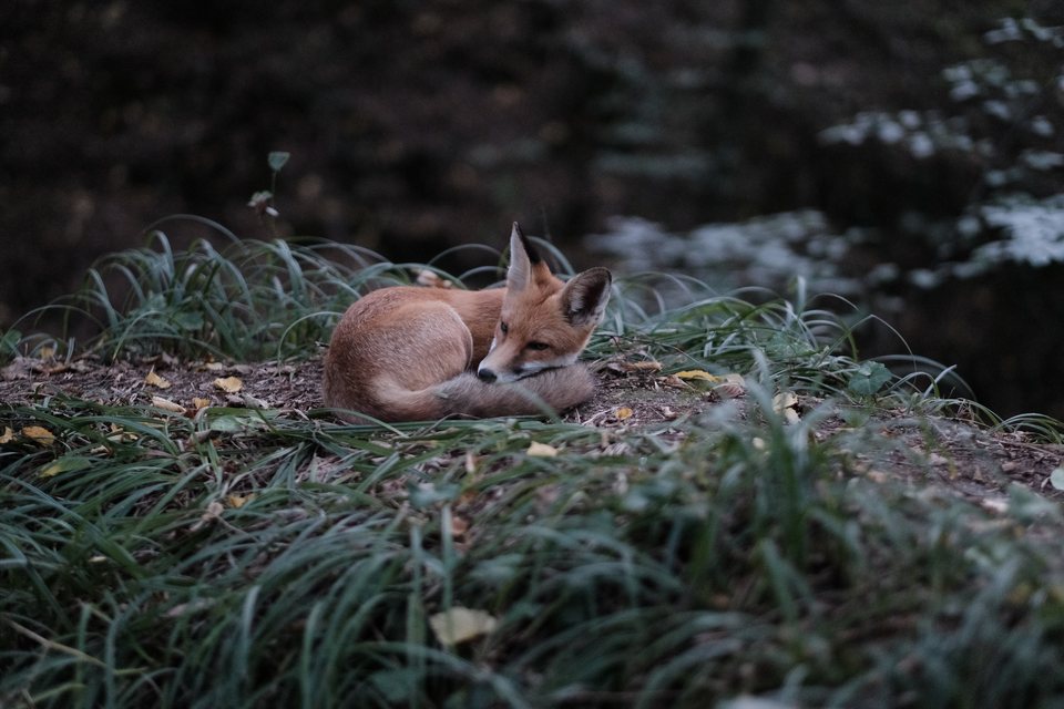 A young red fox rests curled on a grassy rise in the urban forest